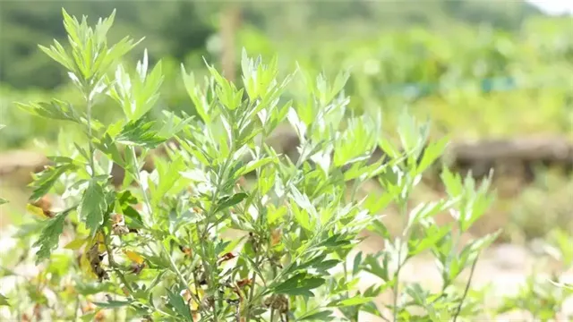 细节描述