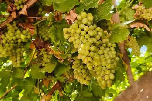 细节呈现