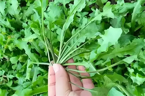 详细介绍